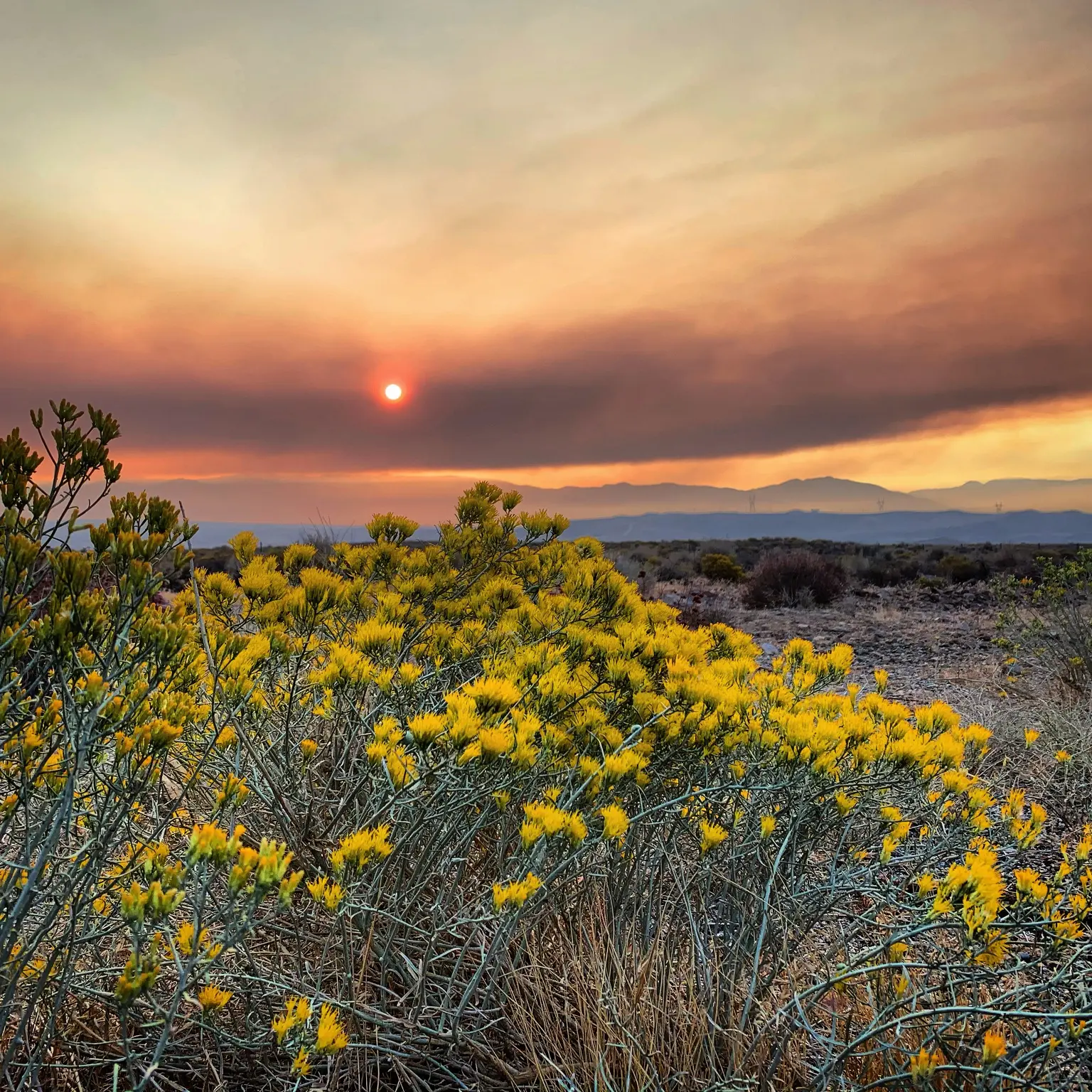 Wildflowers beneath a smoky sunset