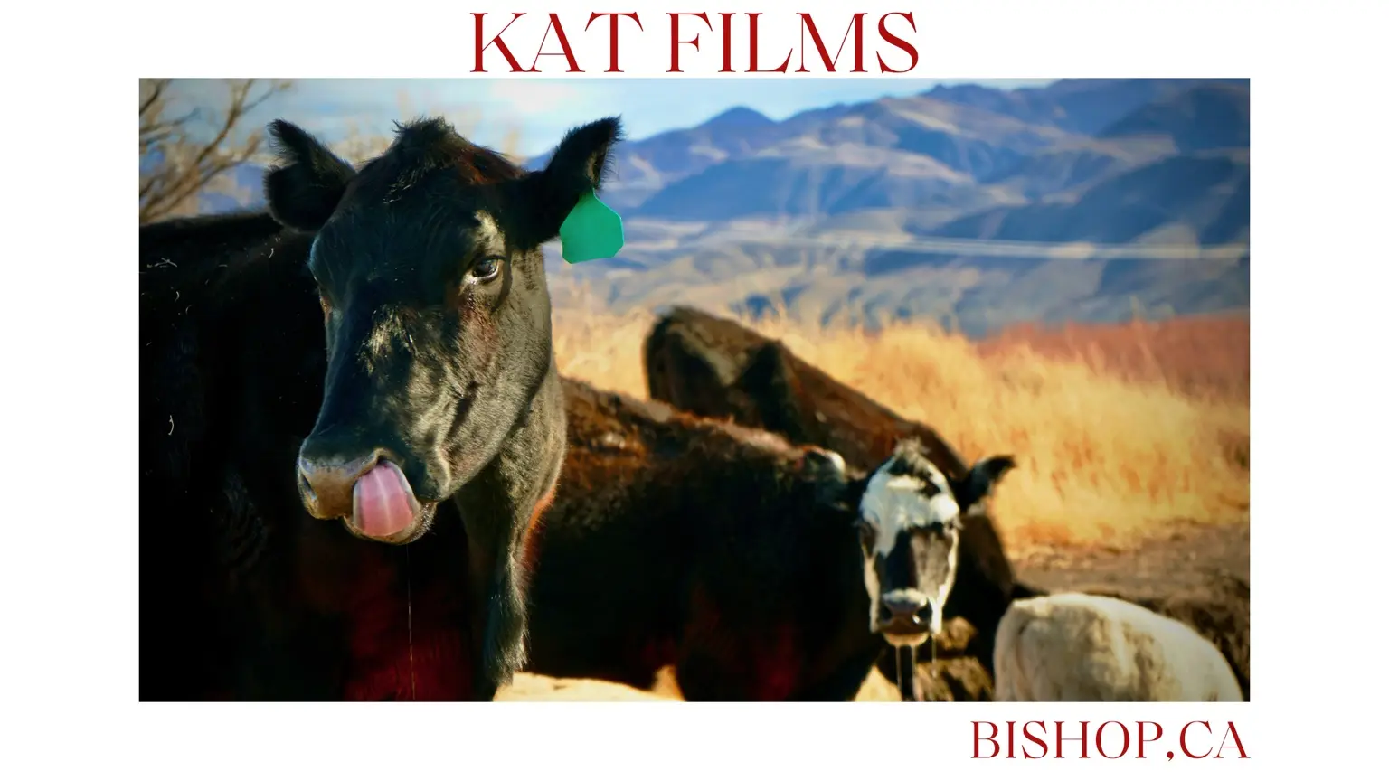 Cattle in the Owens Valley