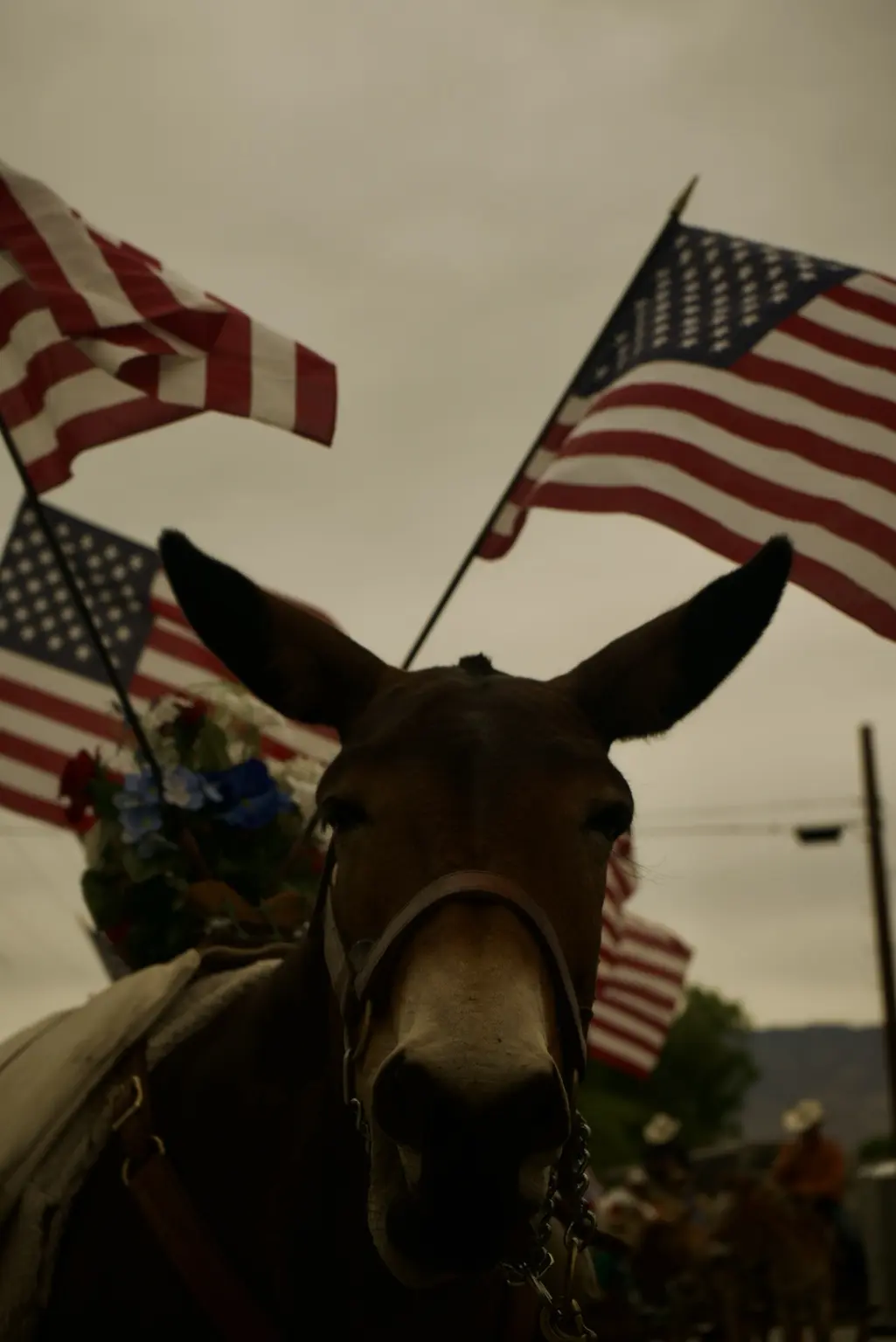 Horse at a Western gathering