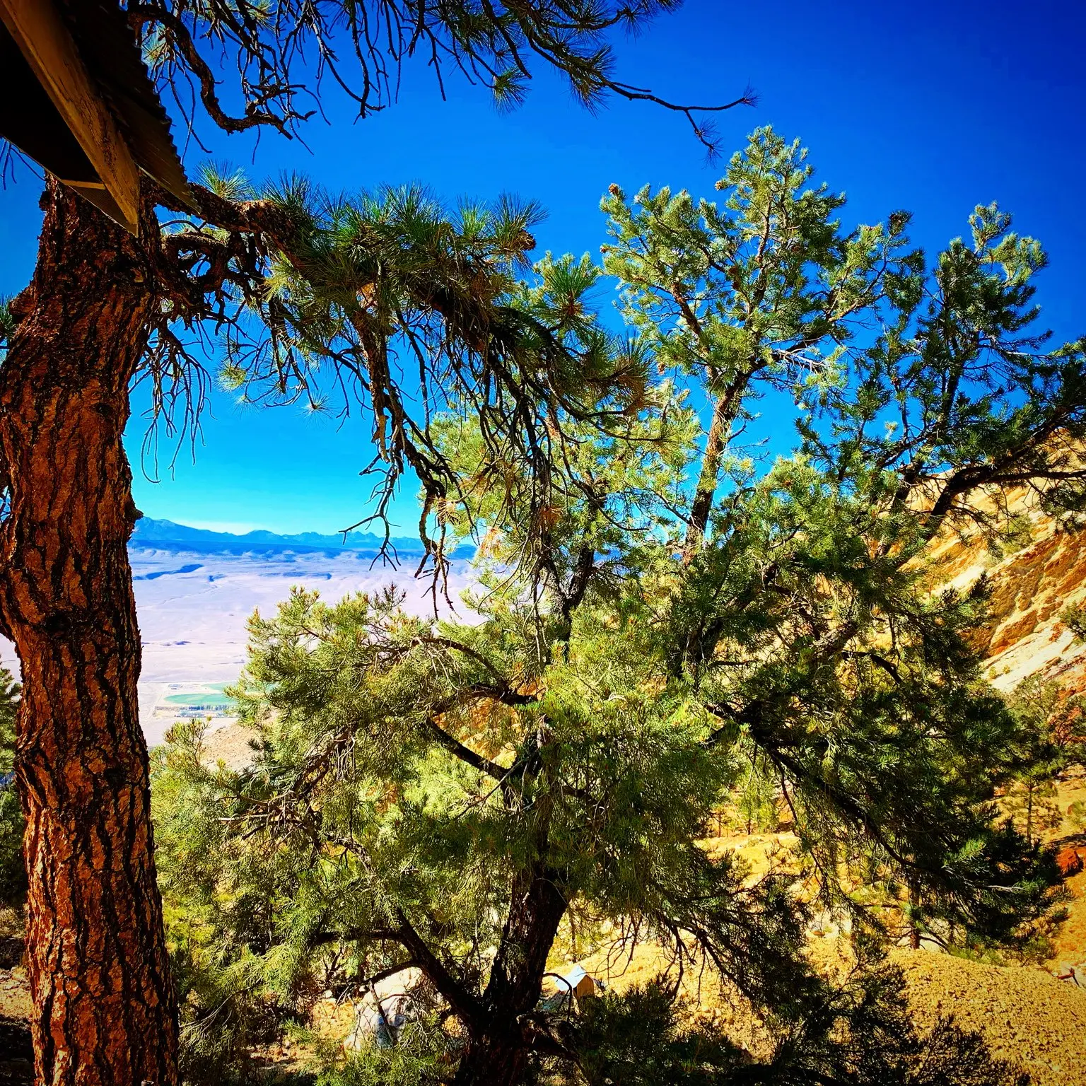 Old tree framing a distant valley