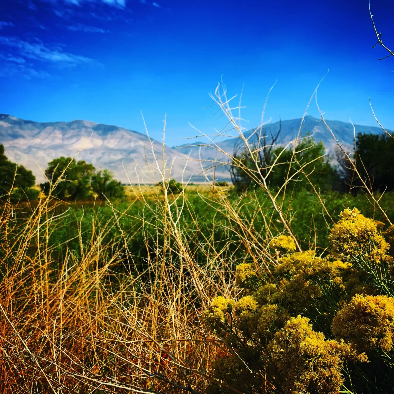 Golden grass against a blue mountain range