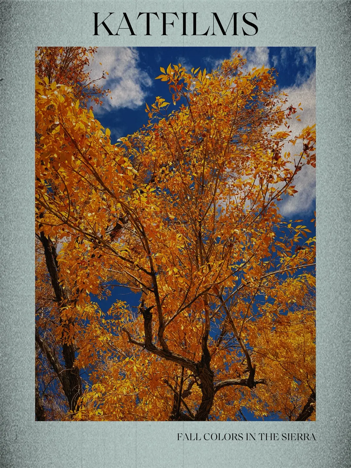 Brilliant orange autumn leaves
