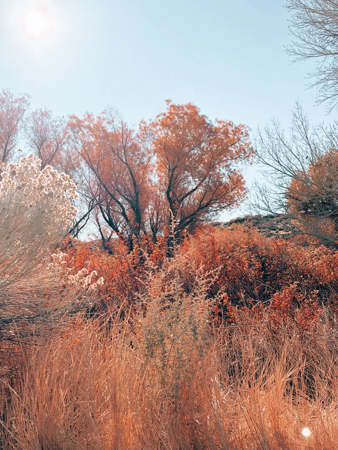 Copper-colored winter brush