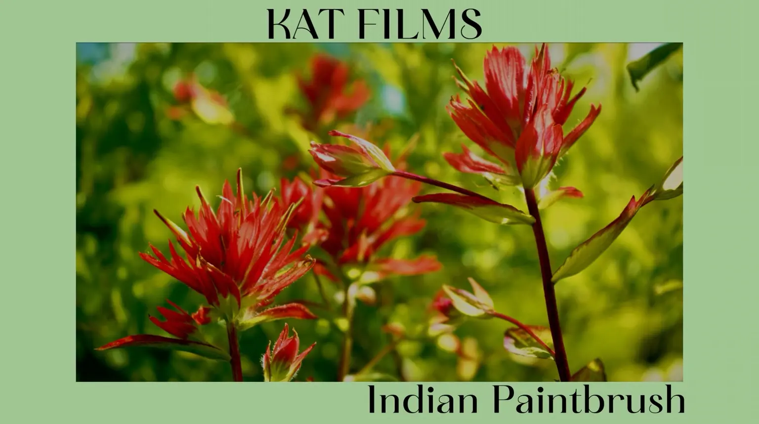 Indian paintbrush in bloom