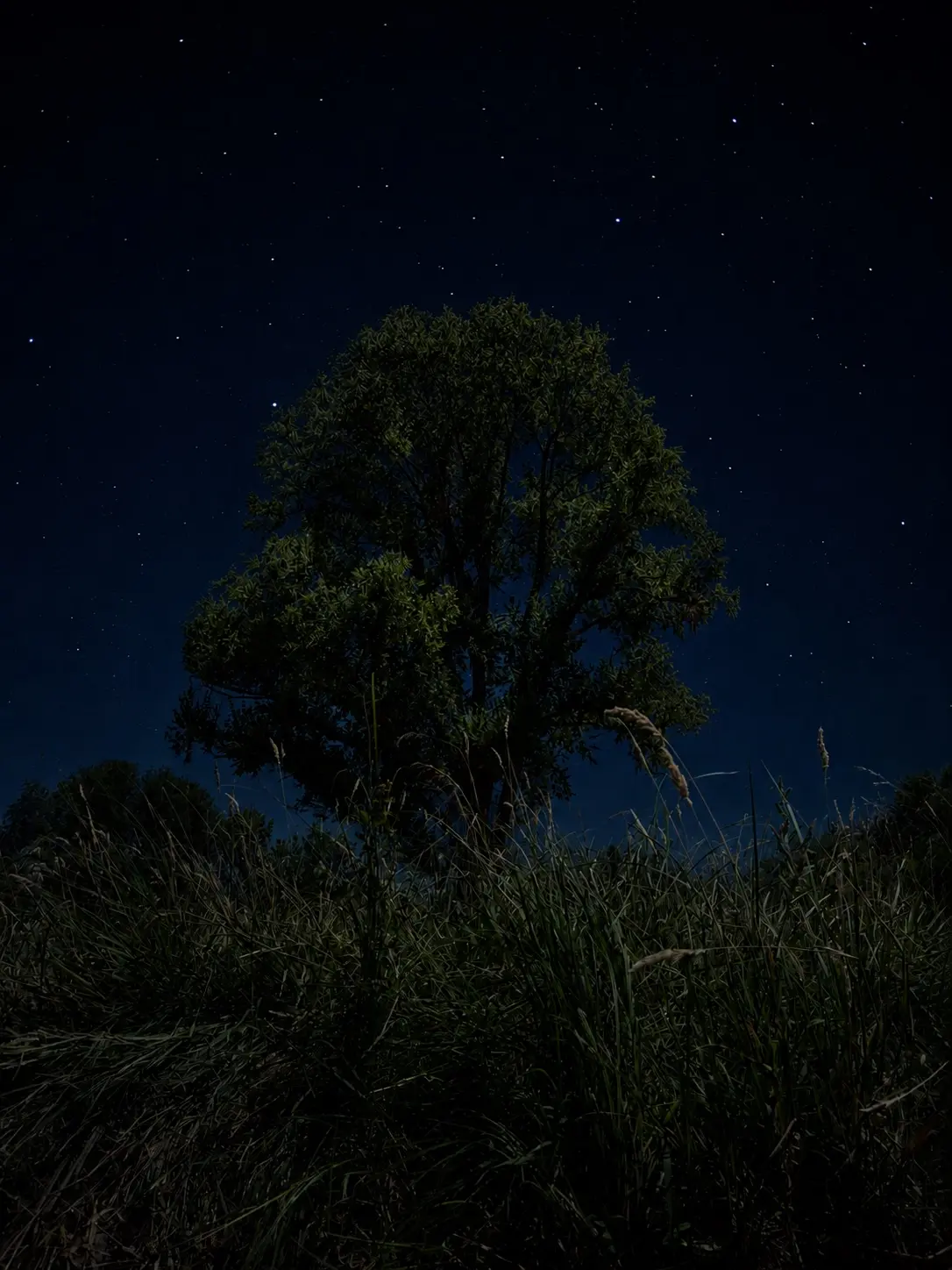 Lone tree beneath a star-filled night