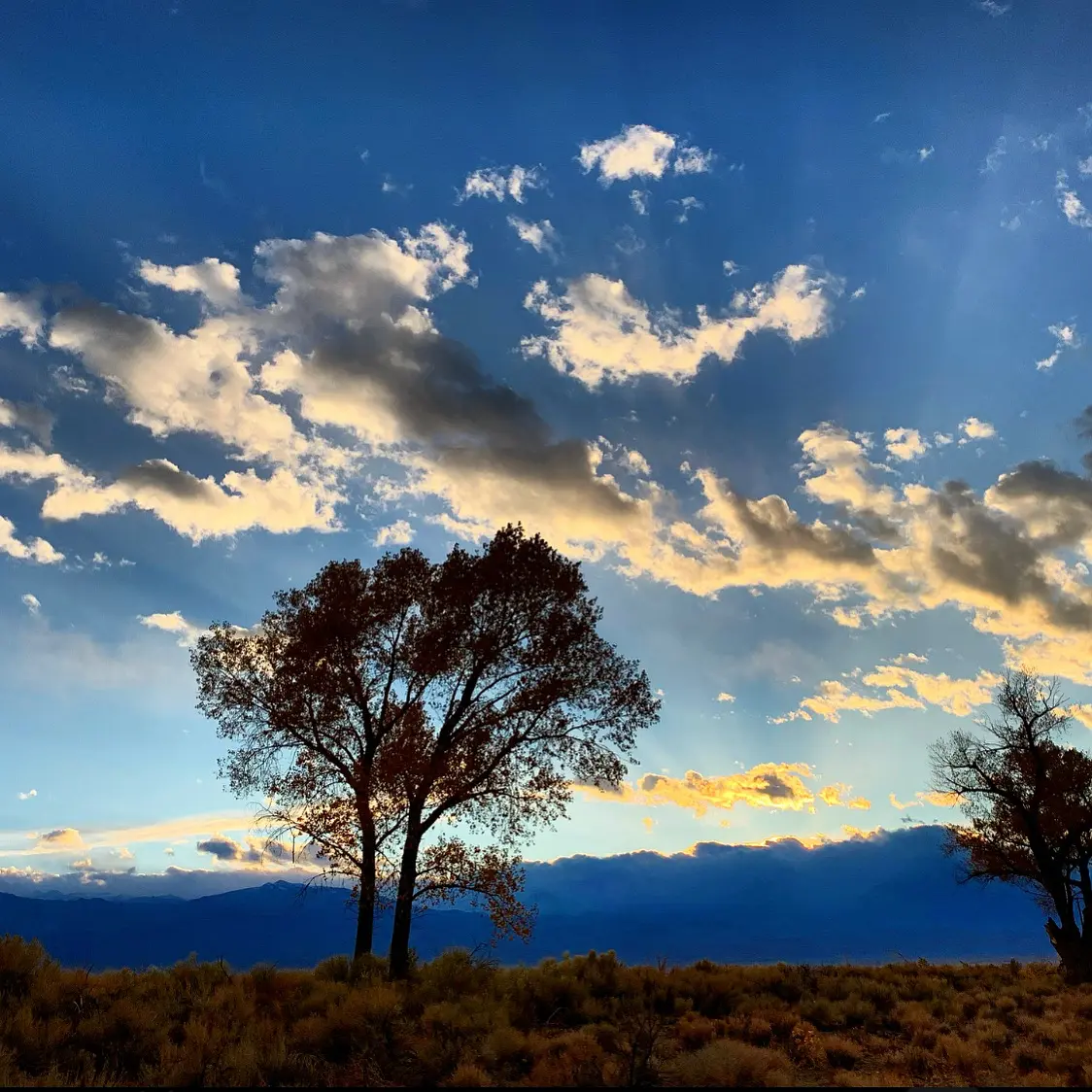 Lone tree beneath a bright Eastern Sierra sky