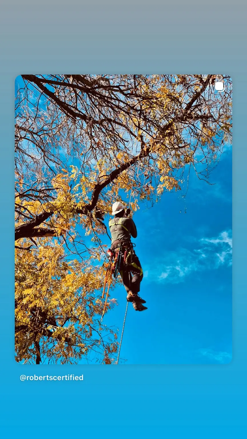 Autumn cottonwood branches against a vivid blue sky