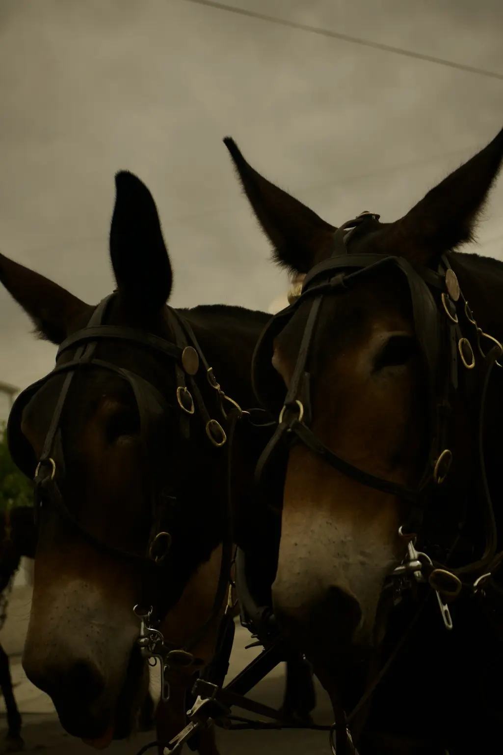 Working mules in warm evening light