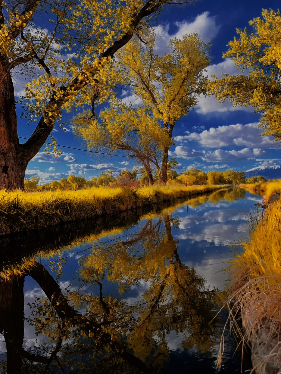 Golden cottonwoods reflected beneath blue clouds
