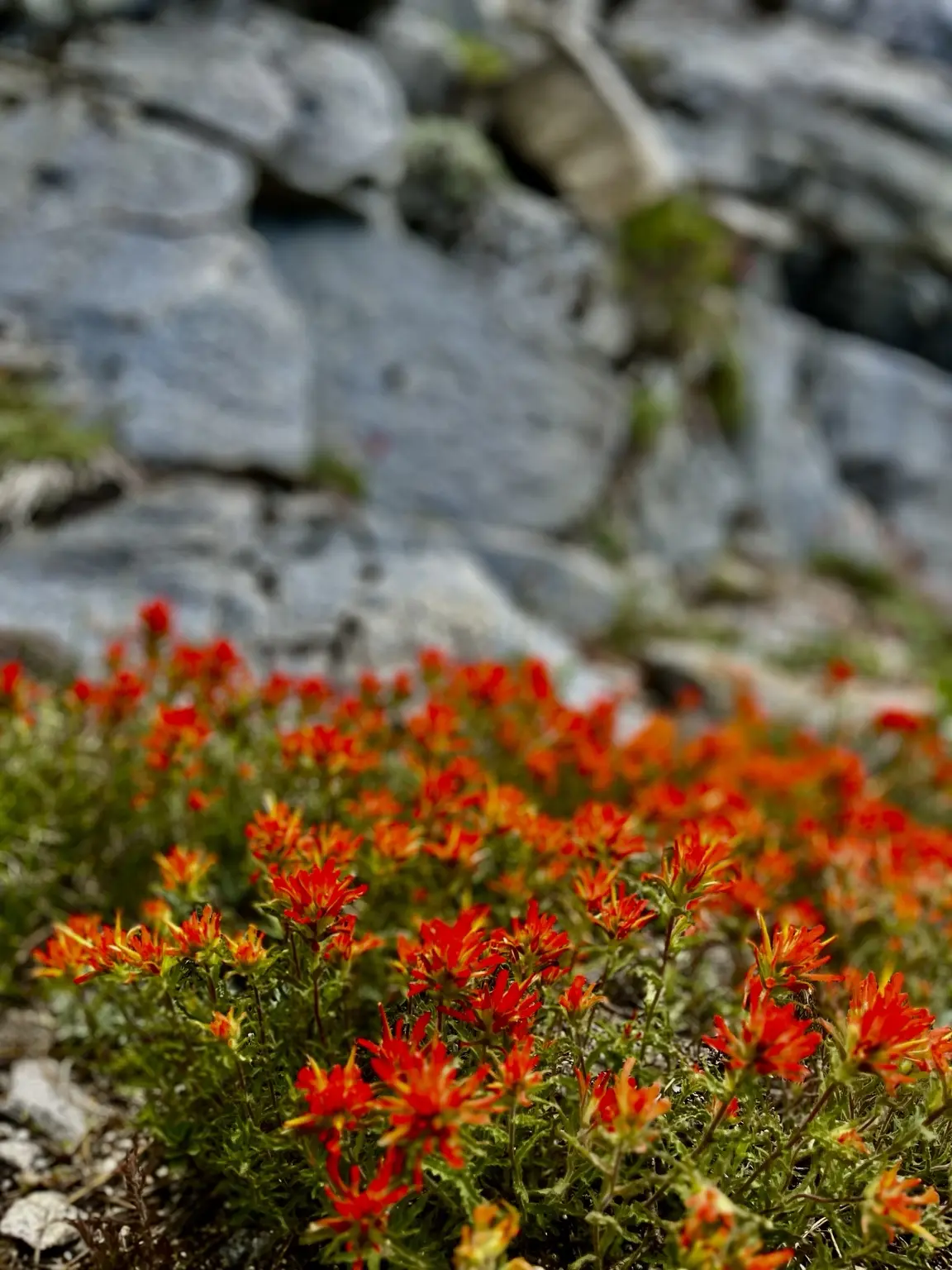 Red mountain wildflowers against pale granite