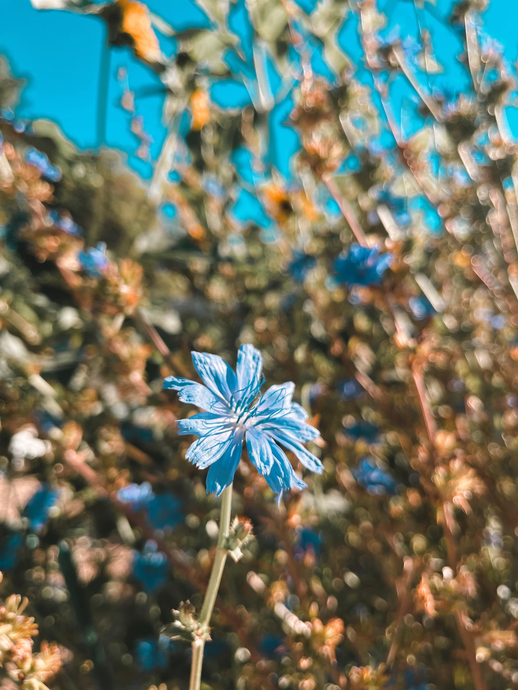 Pale blue flower against sunlit dry foliage
