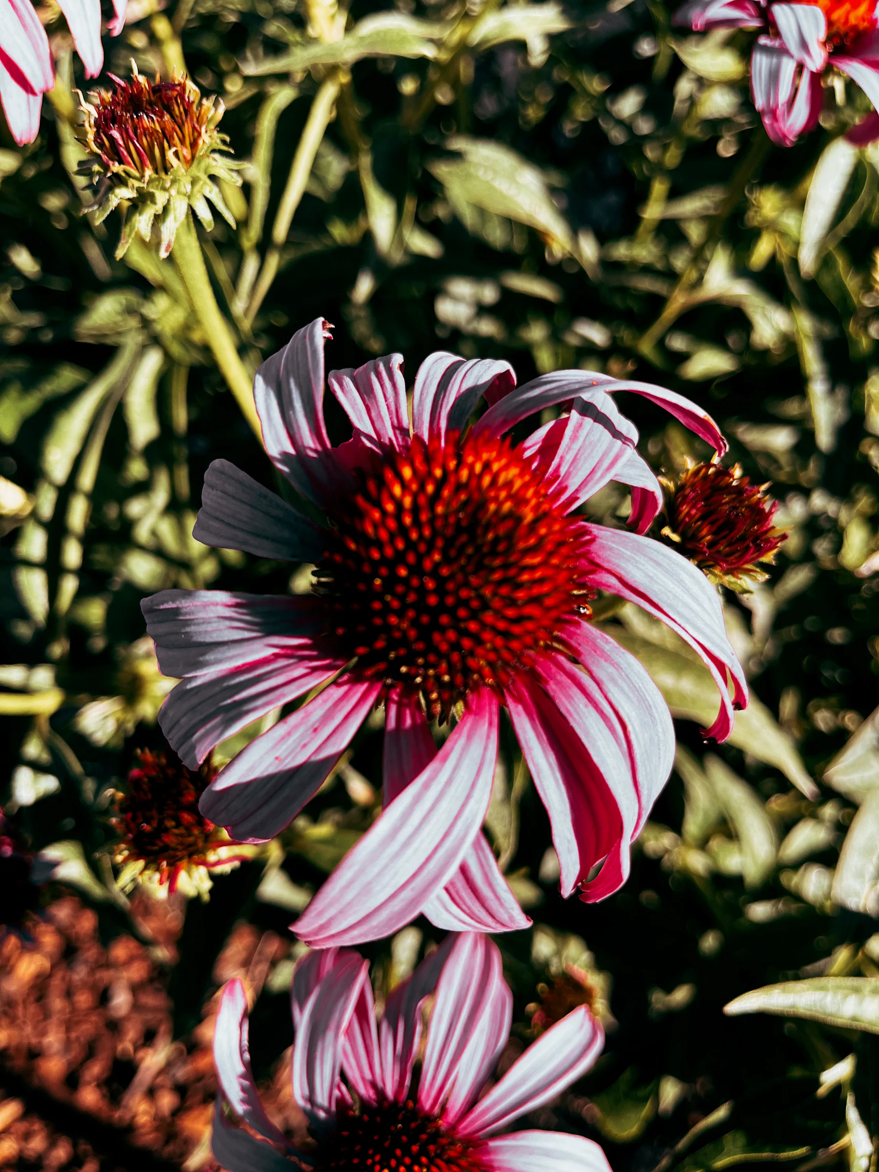Purple coneflowers with vivid red centers in sunlight