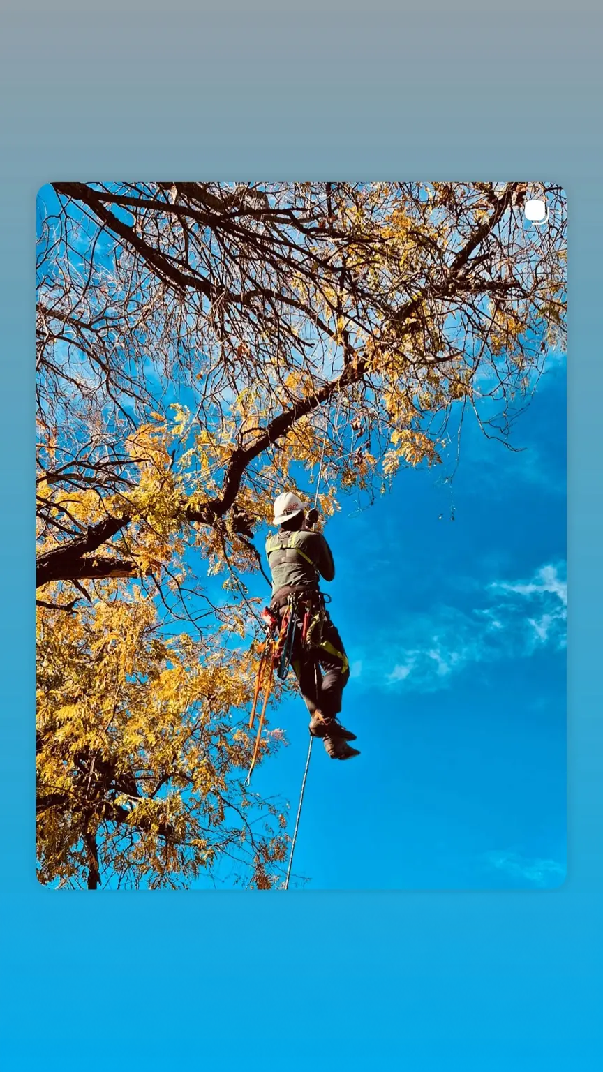Tree climber suspended by ropes among autumn branches